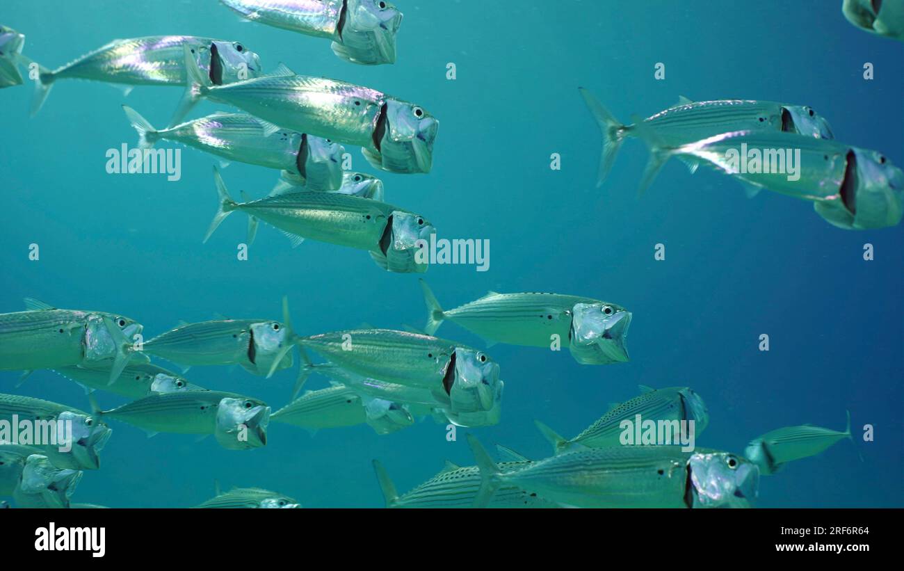 Shoal of Striped Mackerel or Indian Nackerel (Rastrelliger kanagurta) swims in blue water with open mouths filtering for plankton on sunny day in sunr Stock Photo