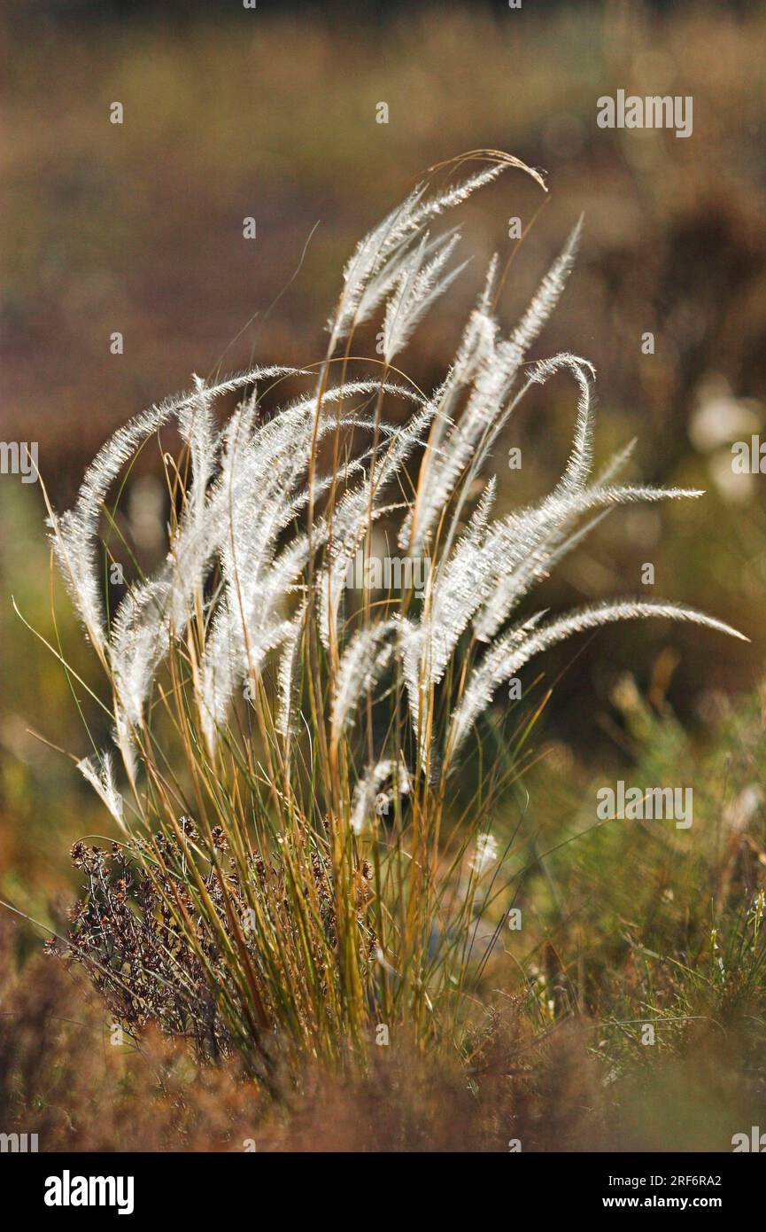 Feather Grass (Stipa pennata), Spain Stock Photo
