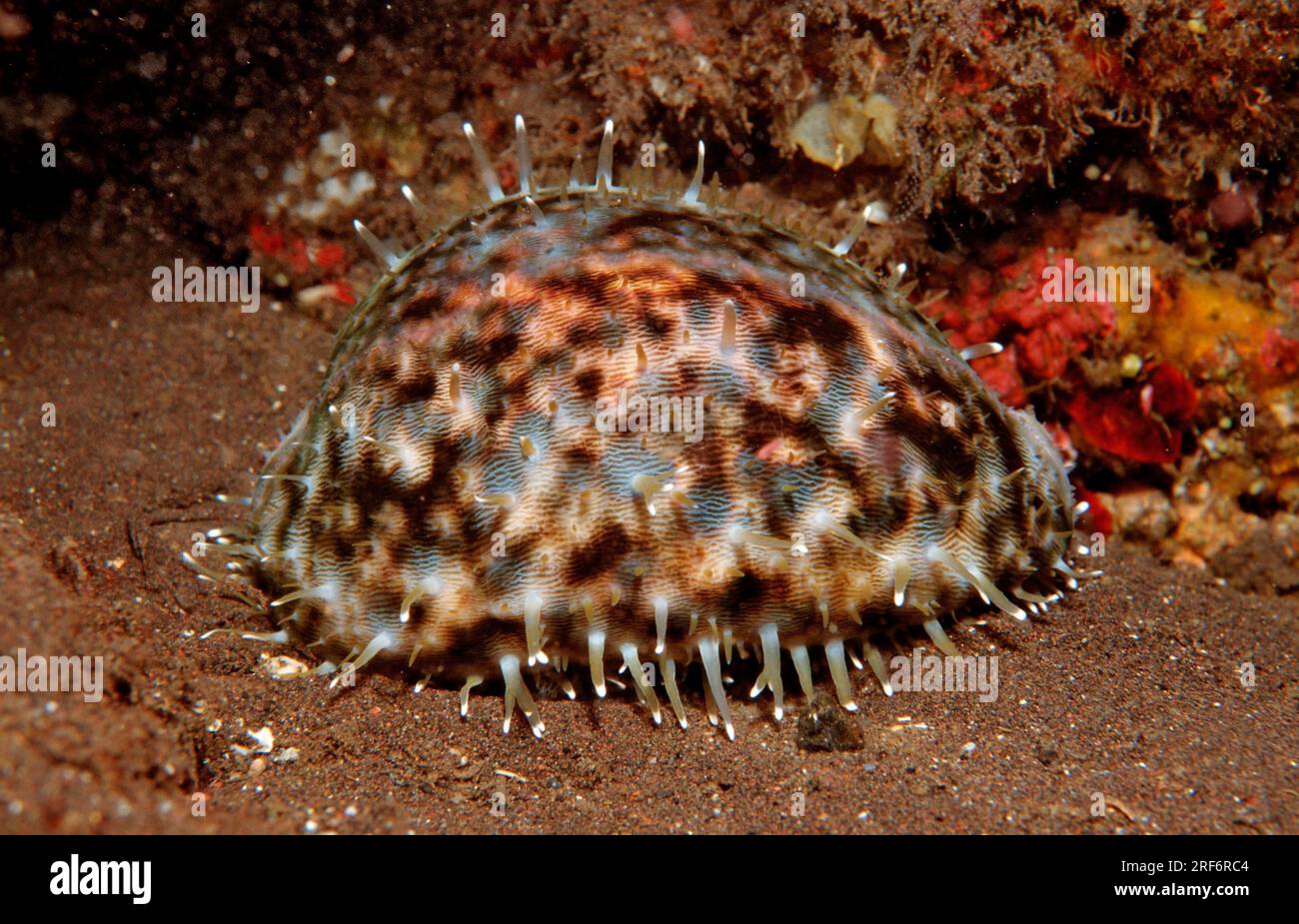 Tiger cowrie, Bali (Cypraea tigris), tiger shell, cowrie shell, leopard cowrie, Indonesia Stock Photo