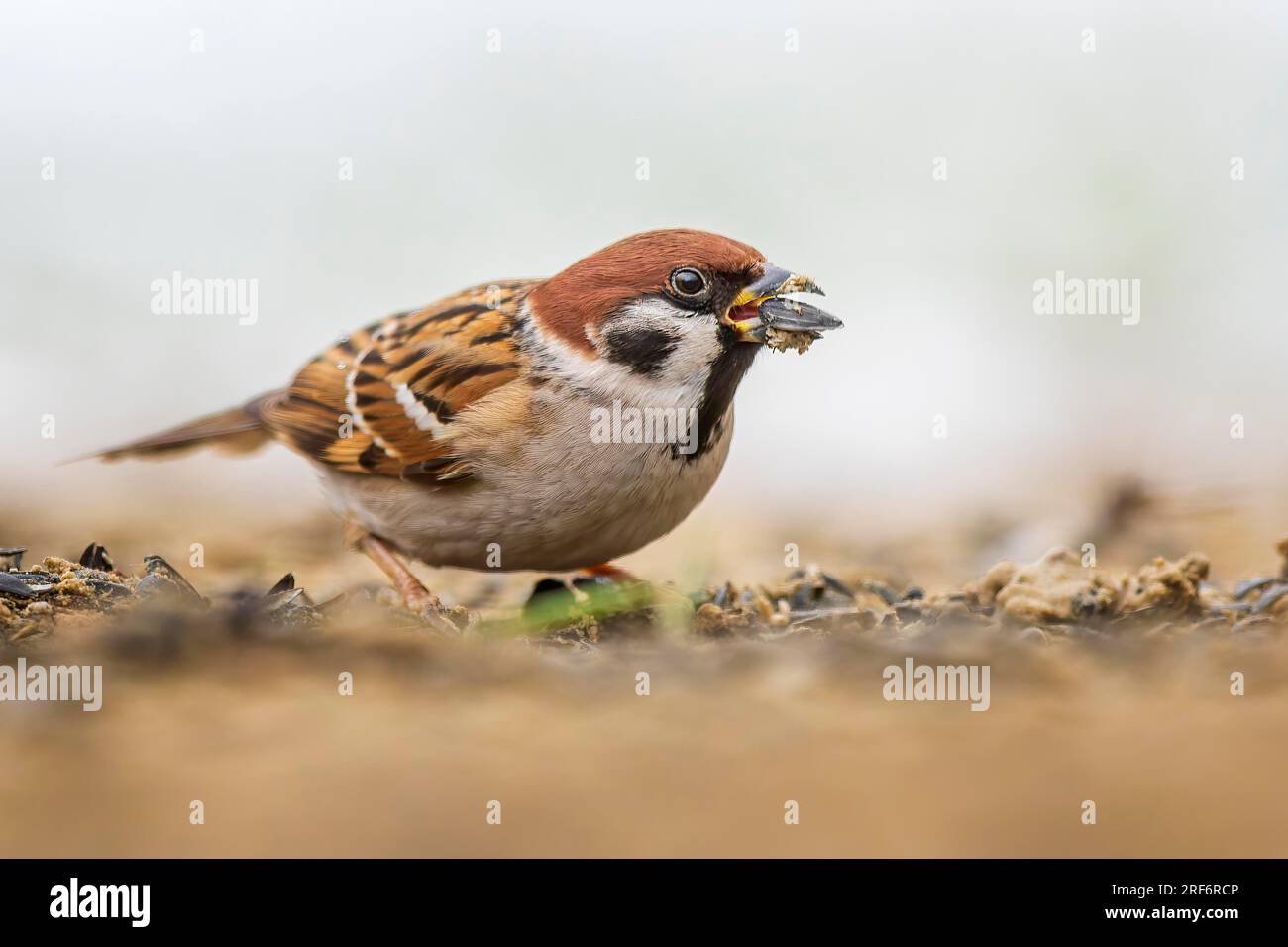 Eurasian tree sparrow (Passer montanus), field sparrow Winter feeding, feeding site, splendid dress, nuptial dress, Middle Elbe Biosphere Reserve Stock Photo