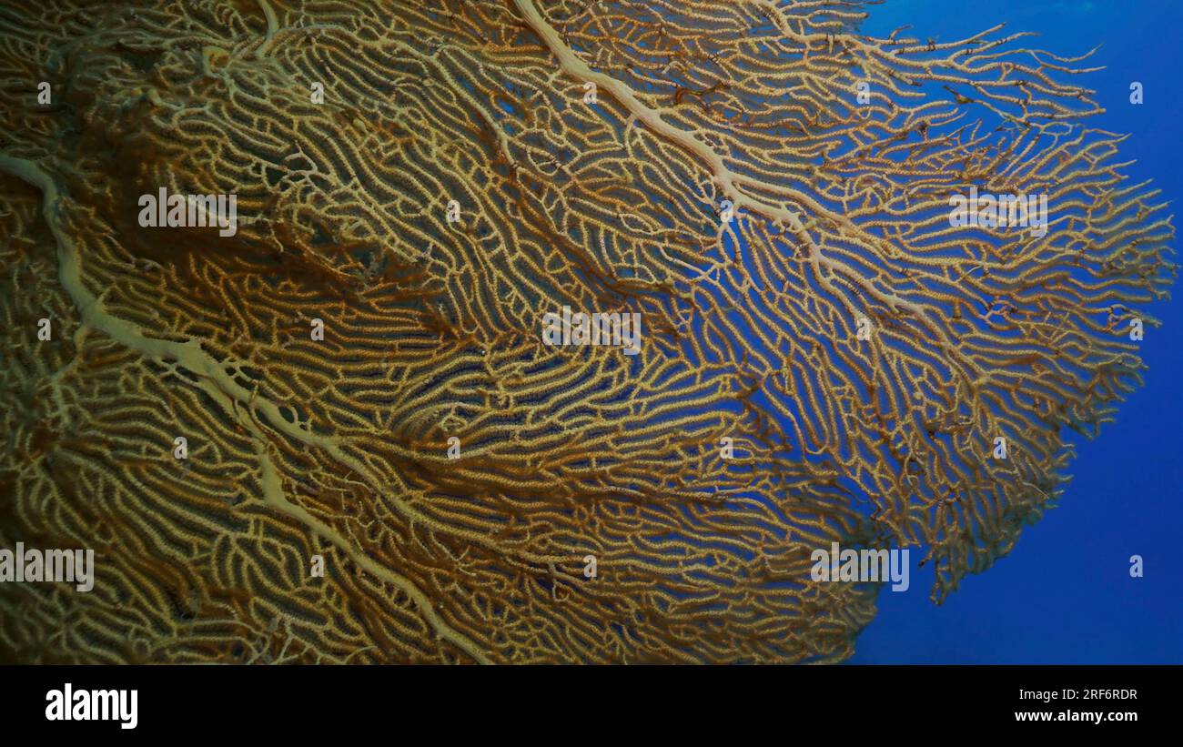 June 24, 2023, Red Sea, Egypt: Close up of soft coral Giant Gorgonian or Sea fan (Subergorgia mollis) in coral garden at sea depth, Red sea, Safaga, Egypt (Credit Image: © Andrey Nekrasov/ZUMA Press Wire) EDITORIAL USAGE ONLY! Not for Commercial USAGE! Stock Photo