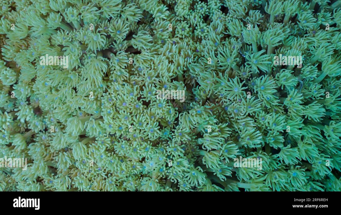 June 24, 2023, Red Sea, Egypt: Close-up, Colonies of Flowerpot coral or Anemone coral (Goniopora columna). Coral polyps feed by filtering on plankton. Natural background of coral polyps, Red sea, Egypt (Credit Image: © Andrey Nekrasov/ZUMA Press Wire) EDITORIAL USAGE ONLY! Not for Commercial USAGE! Stock Photo