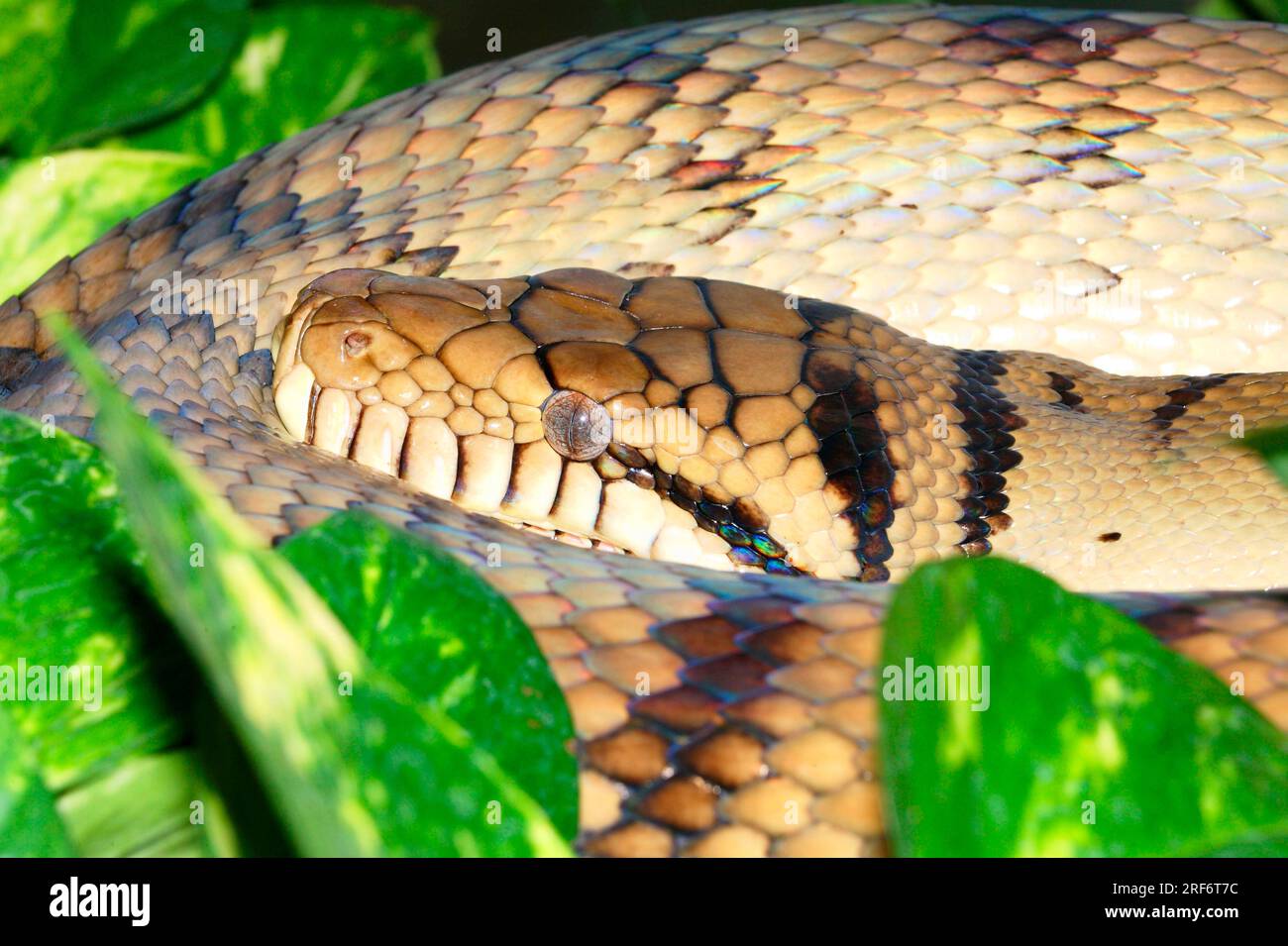 Bush python (Morelia amethistina) (Liasis amethistinus) (Python ...