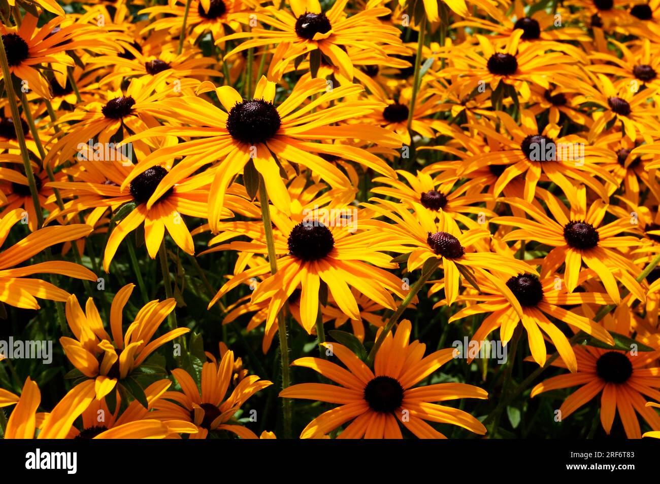 Tickseed (Coreopsis lanceolata Stock Photo Alamy