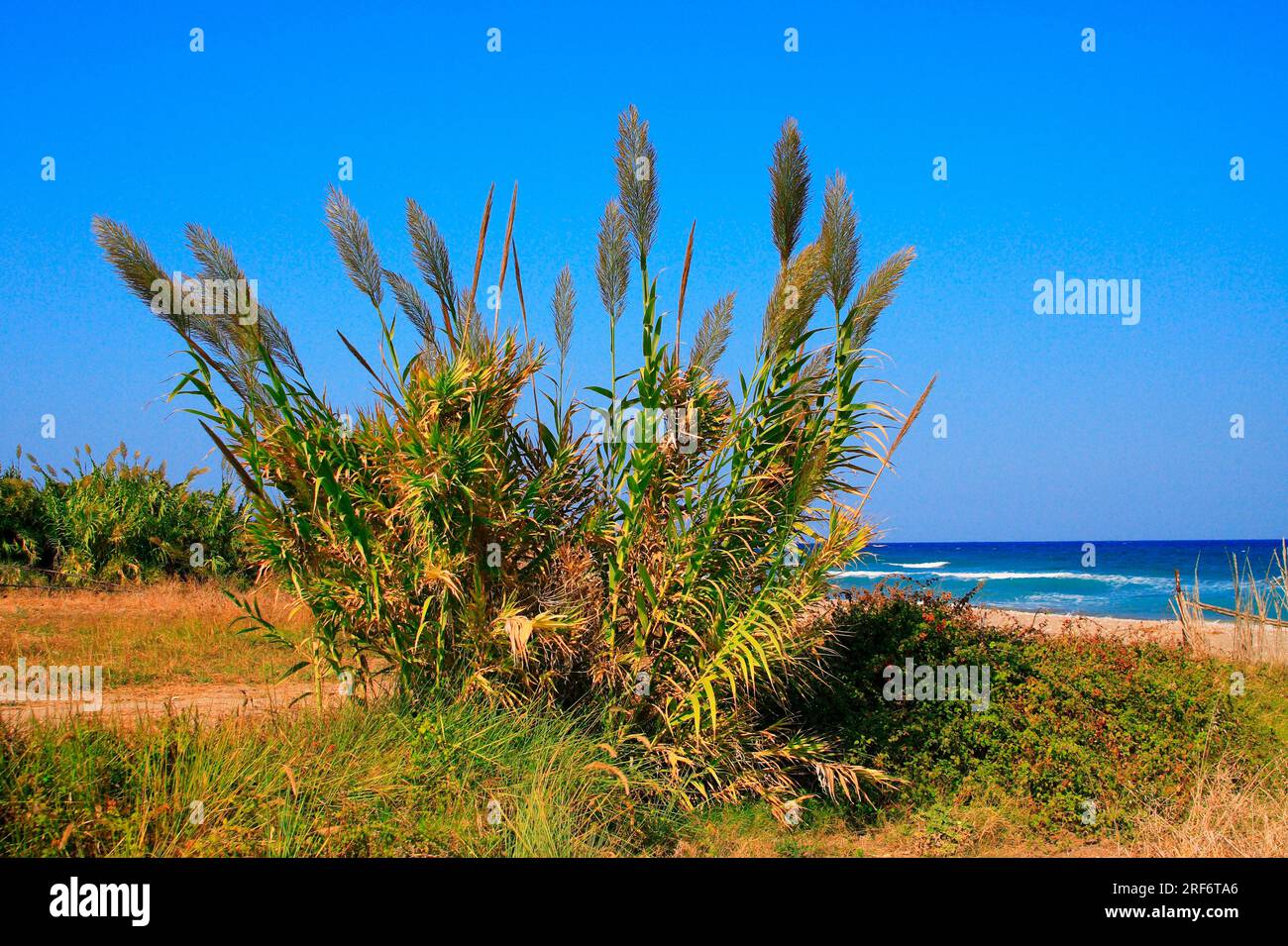 Giant reed (Arundo donax), Rhodes, Spanish reed, Greece Stock Photo Alamy