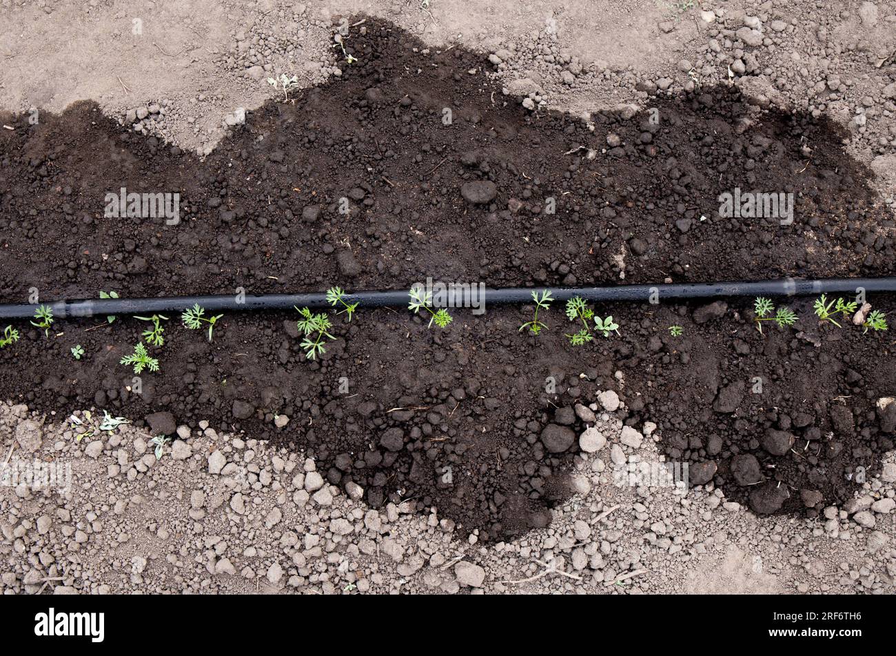 Above ground soaker hose in vegetable garden, watering young growing carrots outdoors in spring. Showing wet soil around soaker hose. Stock Photo