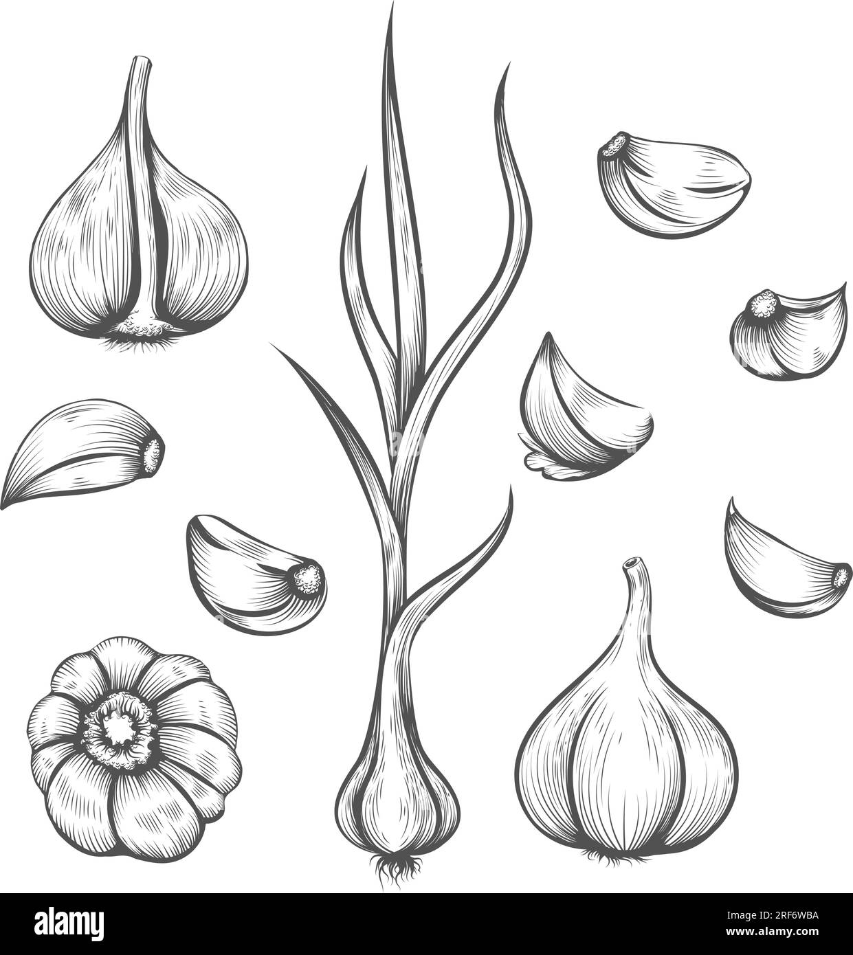 Spice plant engraving hires stock photography and images Alamy