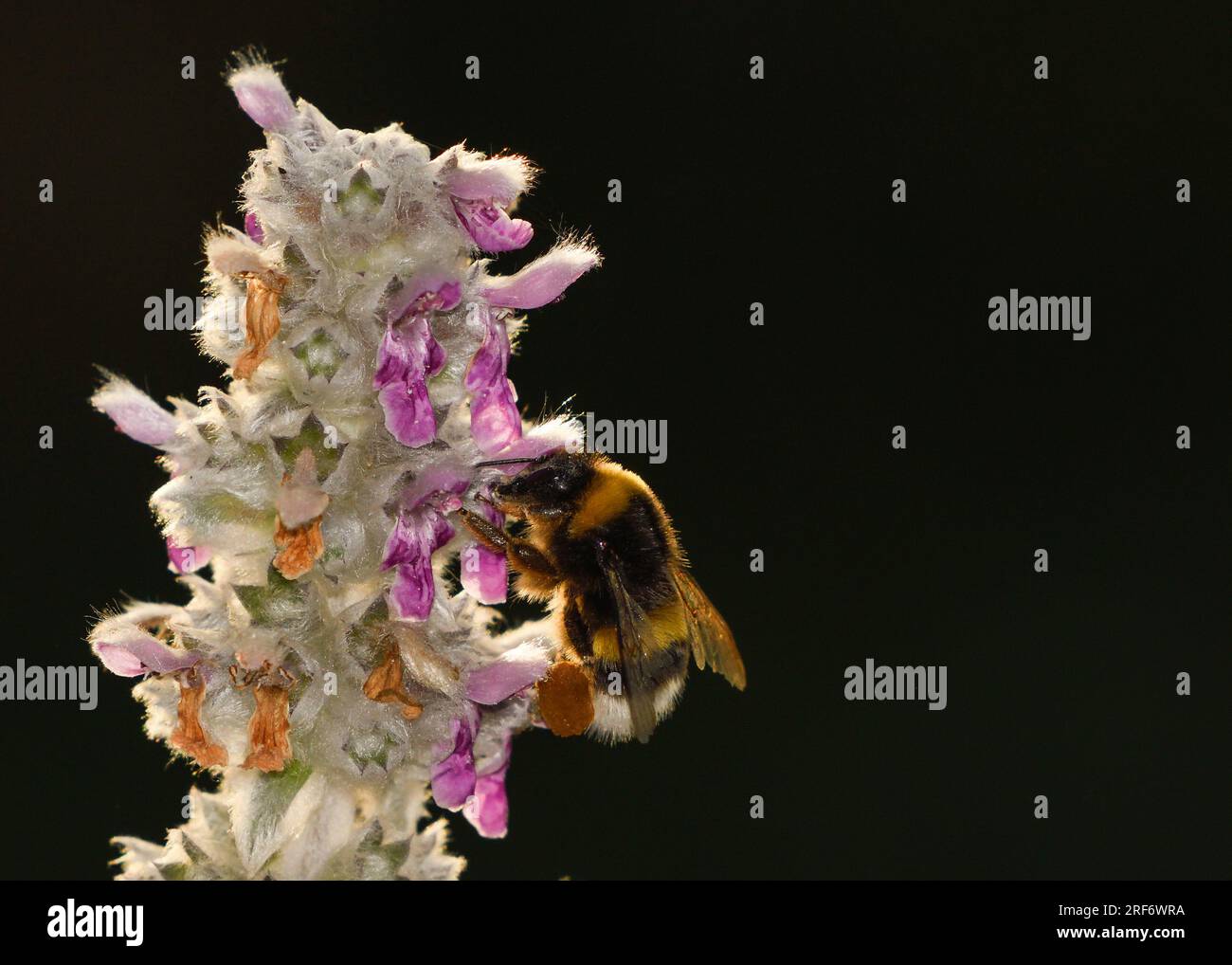 Close-up of a bumblebee feeding on Stachys lanata flowers Stock Photo