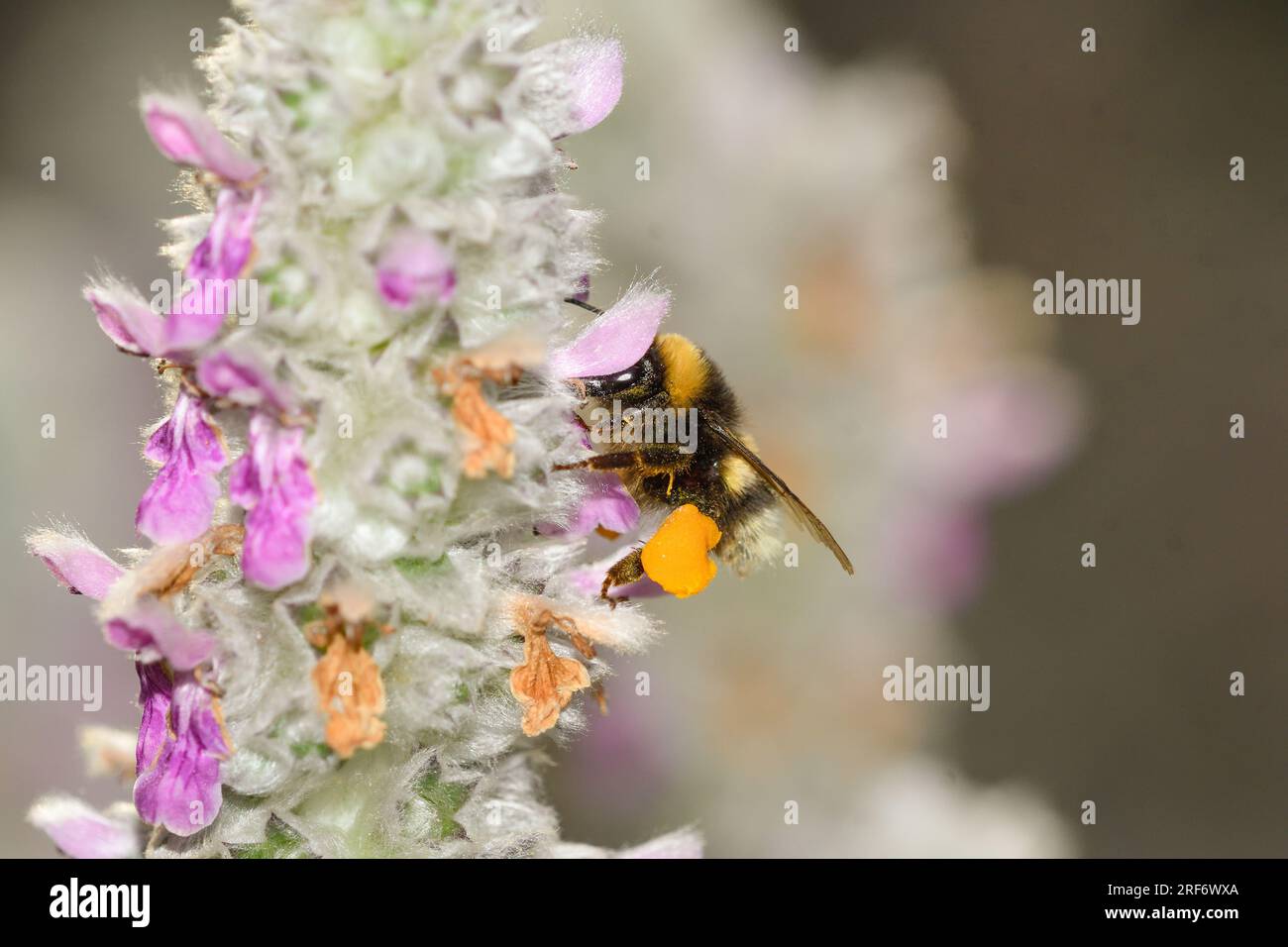 Close-up of a bumblebee feeding on Stachys lanata flowers Stock Photo