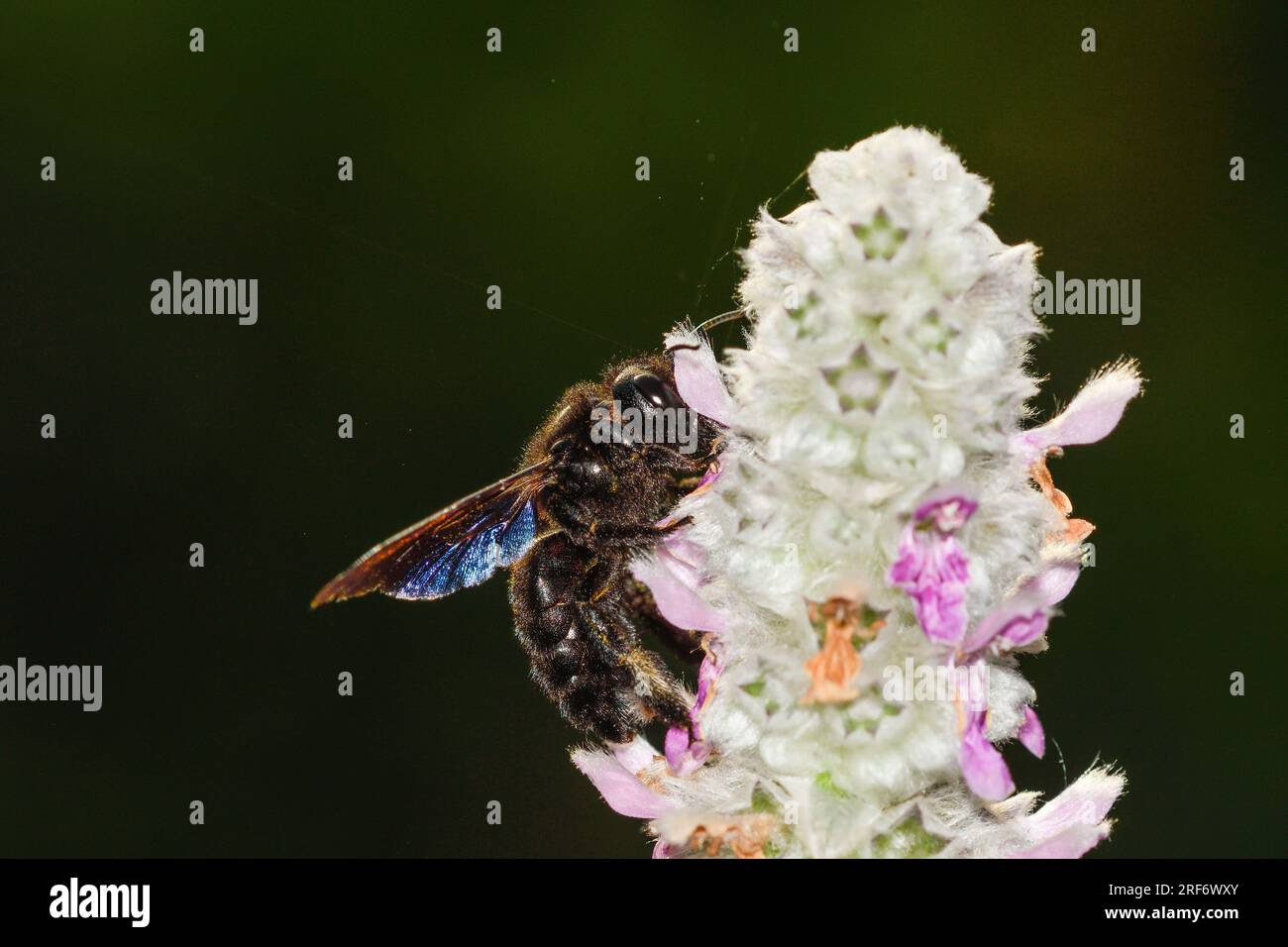 Close-up of carpenter bee feeding on Stachys lanata flowers Stock Photo
