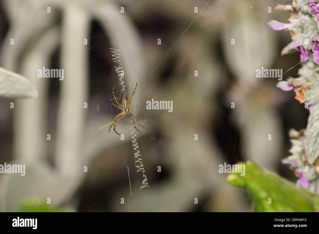 Detail of a spider in its web among the flowers of Stachys lanata Stock Photo
