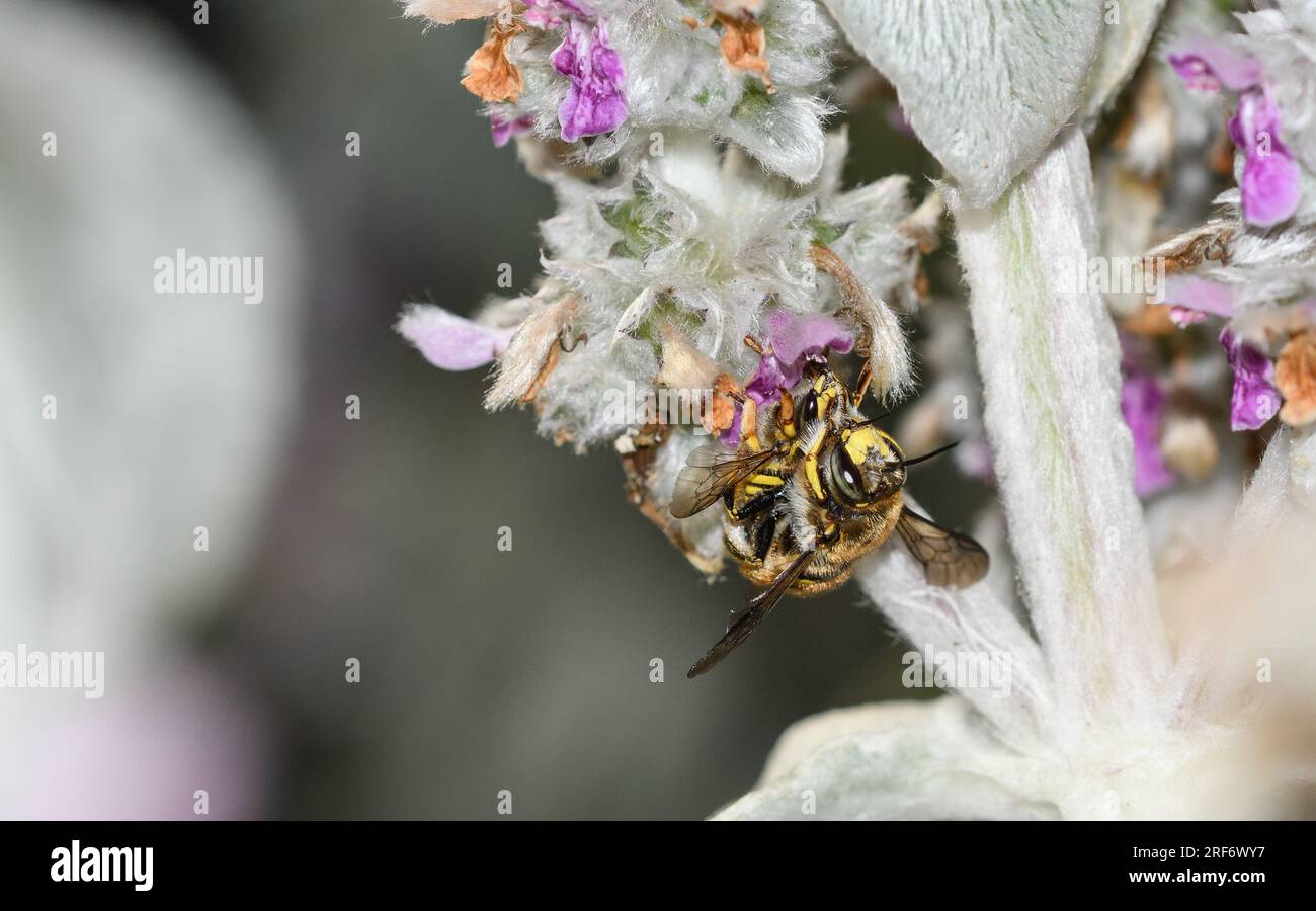 Bee of the genus Anthidium copulating among the flowers of Stachys lanata Stock Photo