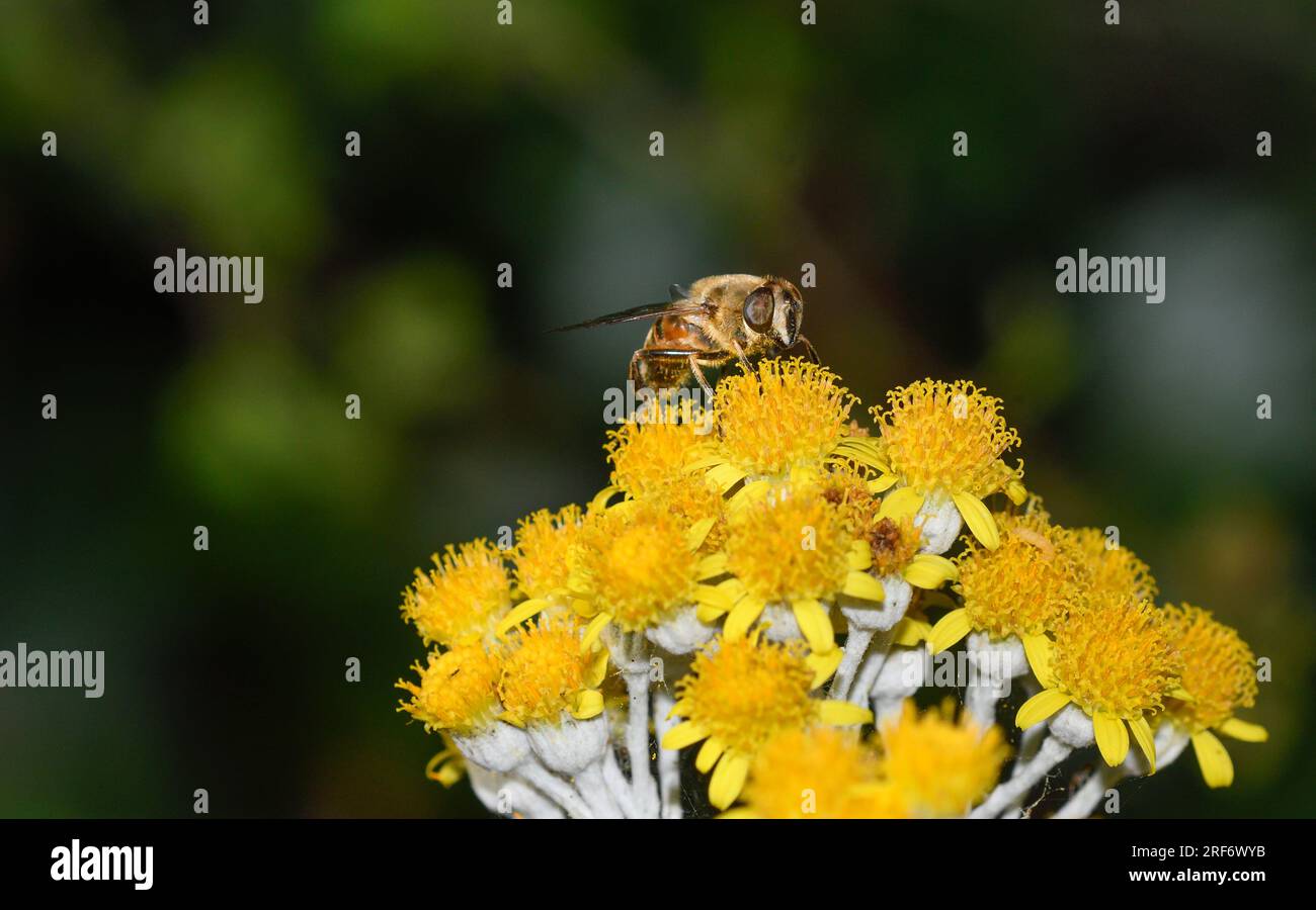 Hoverfly of the genus Eristalis feeding on the flowers of Senecio cineraria Stock Photo