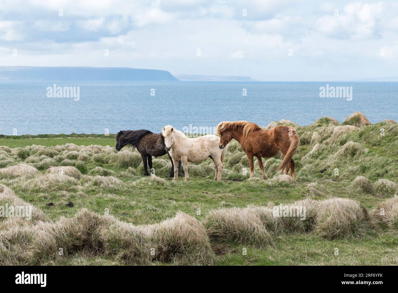 A group of Icelandic horses (ponies) on the north coast of Iceland Stock Photo