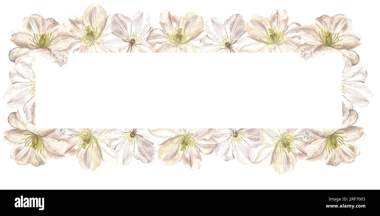 Watercolor illustration of clematis flowers. Rectangular frame with protruding petals isolated on white background made by hand Stock Photo