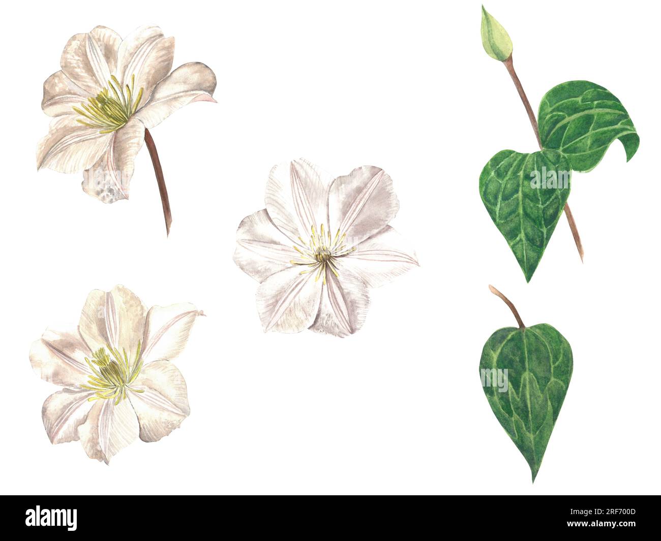 Watercolor illustration of clematis flowers. Set of flowers and leaves on a white background, made by hand Stock Photo