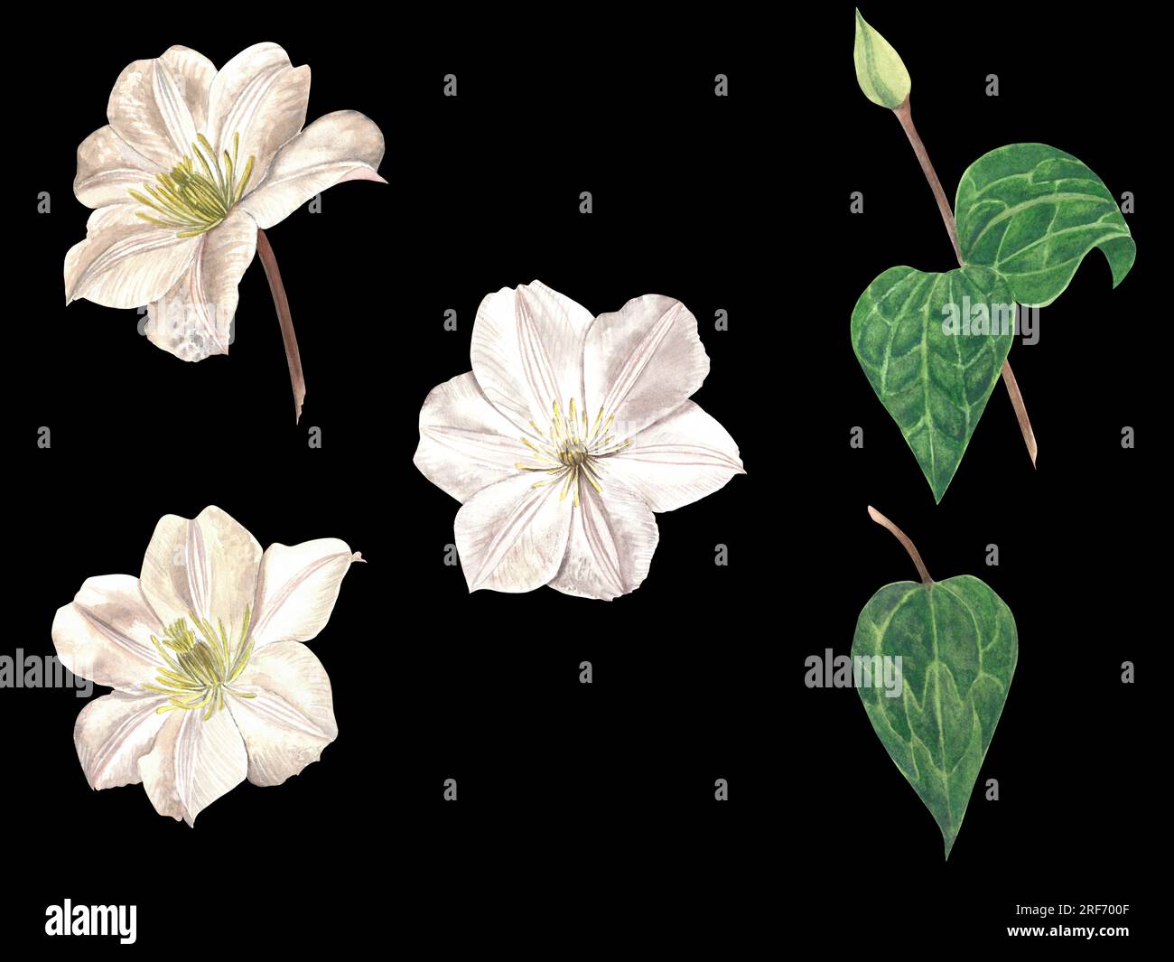 Watercolor illustration of clematis flowers. Set of flowers and leaves on a black background, made by hand Stock Photo