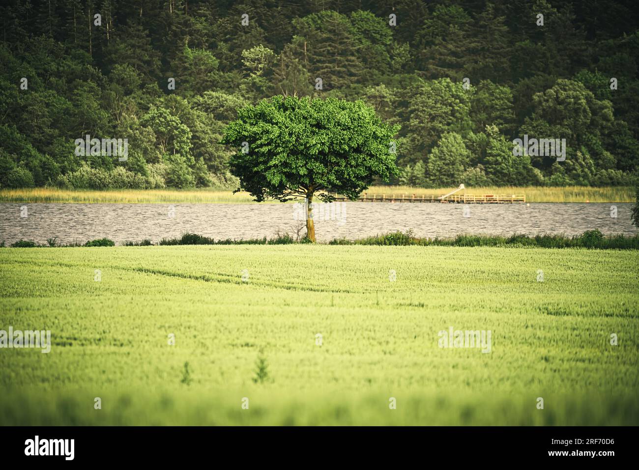 Baum am Großen Pönitzer See in, Scharbeutz, SchleswigHolstein