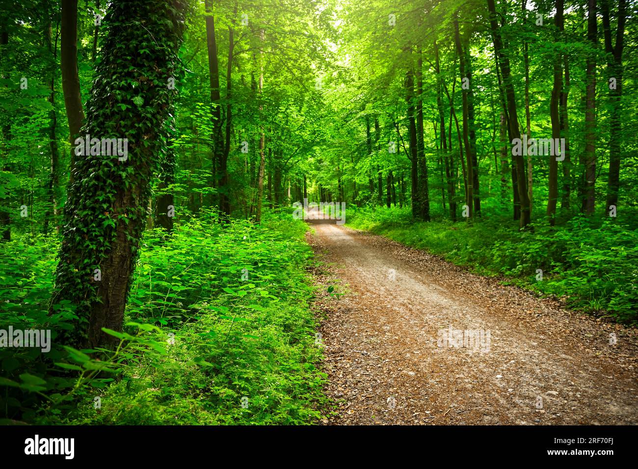 Naturwald in Scharbeutz, Schleswig-Holstein, Deutschland, Europa Stock Photo
