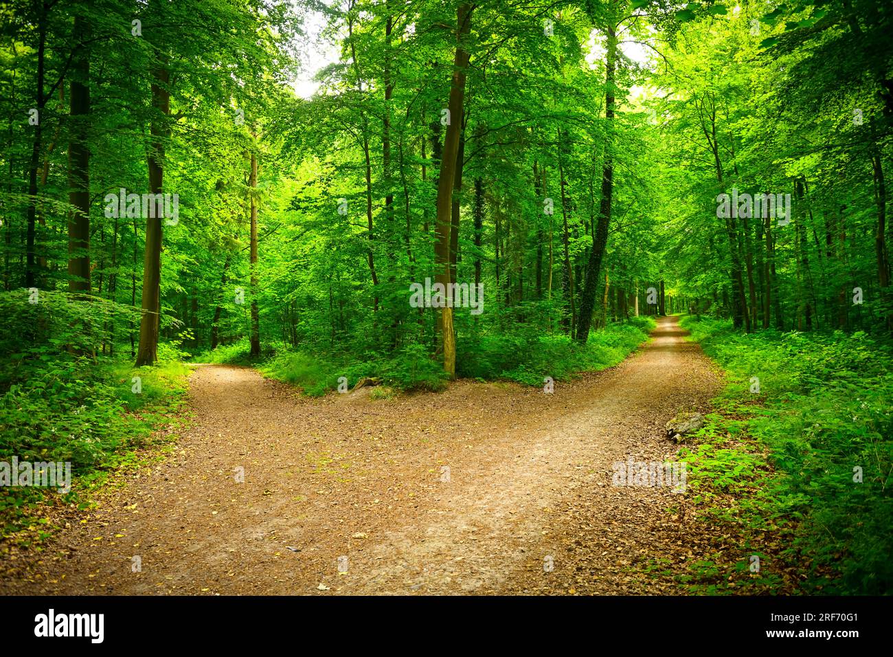 Naturwald in Scharbeutz und Weggabelung, Schleswig-Holstein, Deutschland, Europa Stock Photo