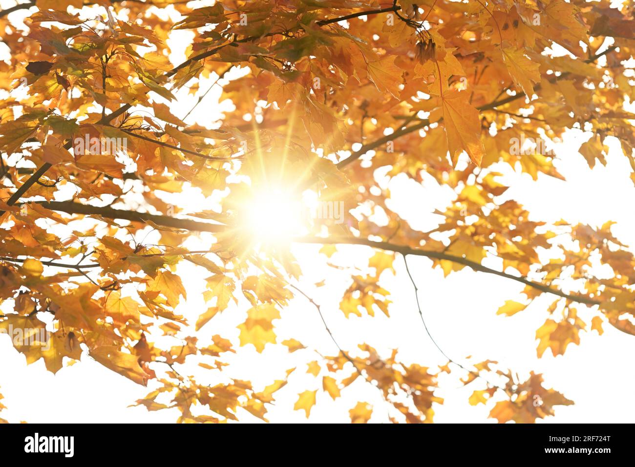 Herbstlich verfärbte Ahornblätter, Herbstzeit Stock Photo