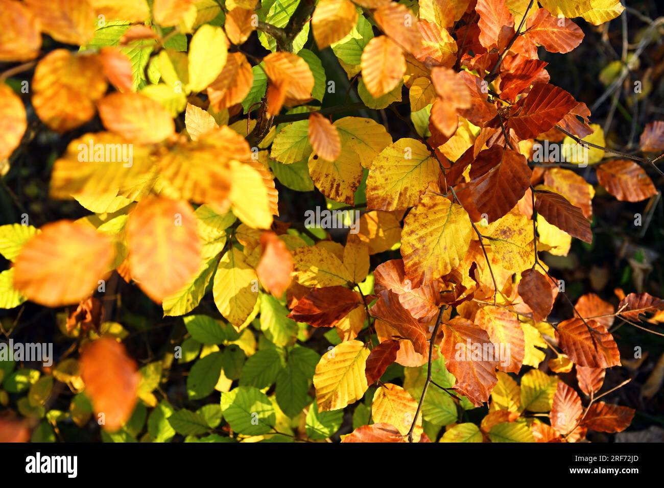Spätherbstlich verfärbte Blätter einer Buche Stock Photo