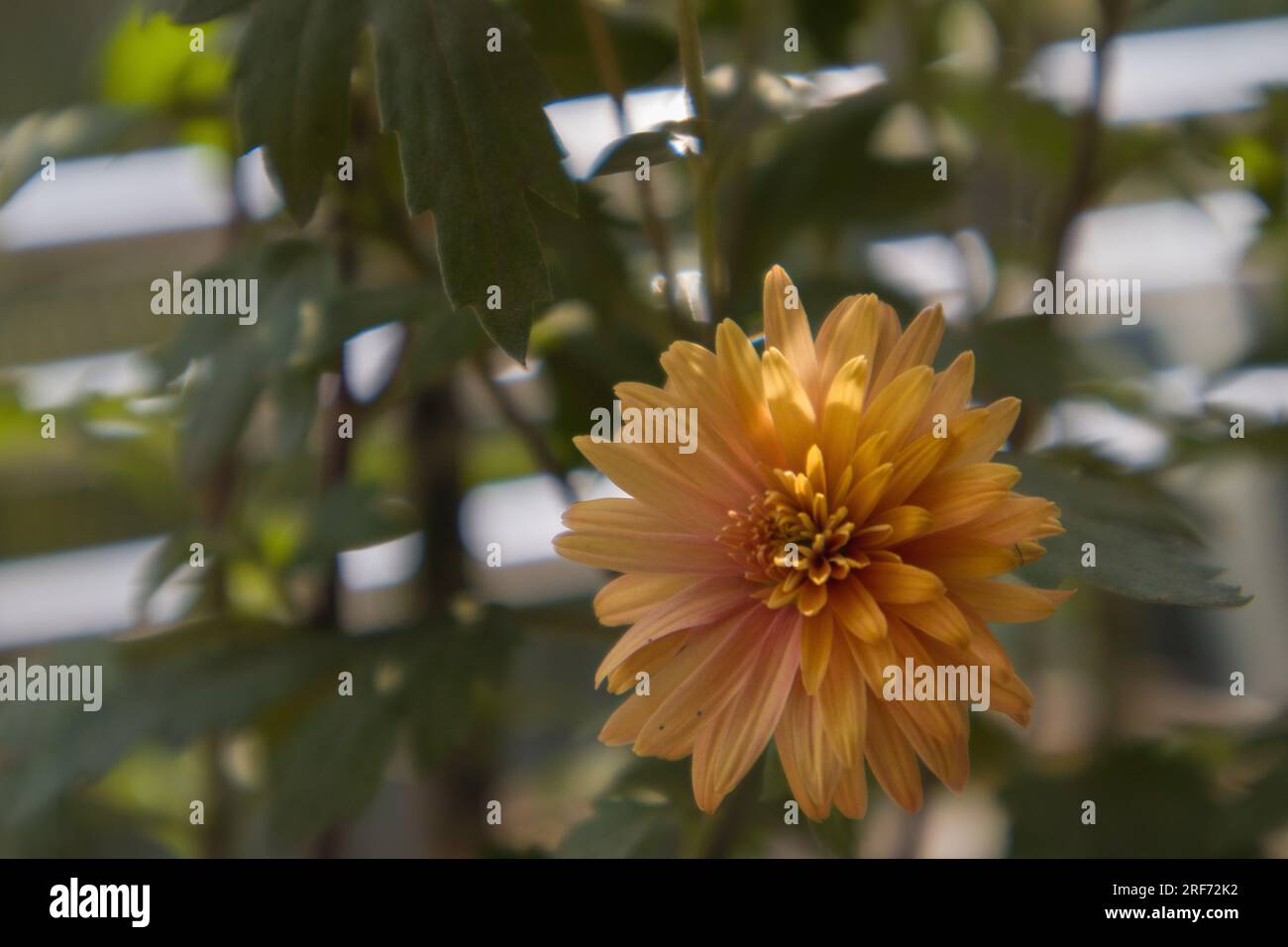 Colorful flowers of Bangladesh Stock Photo