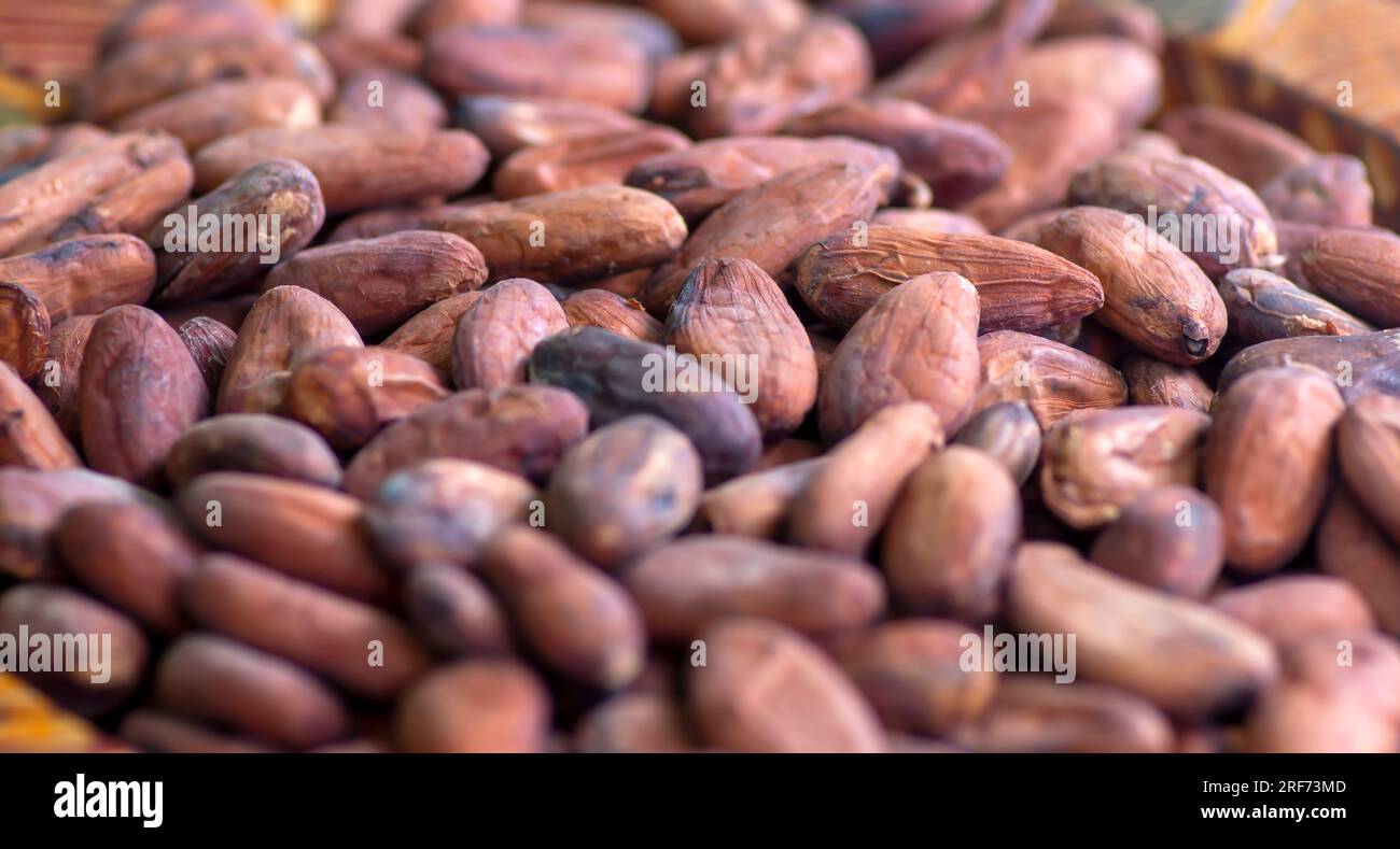 Close up of Cocoa, Theobroma cacao, dry seeds. Natural background. Stock Photo