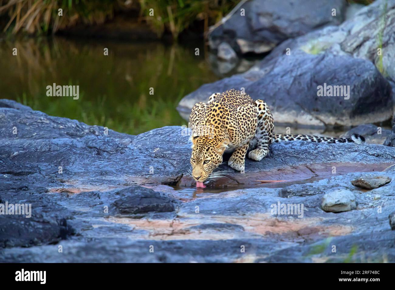 Trinkt wasser hi-res stock photography and images - Alamy