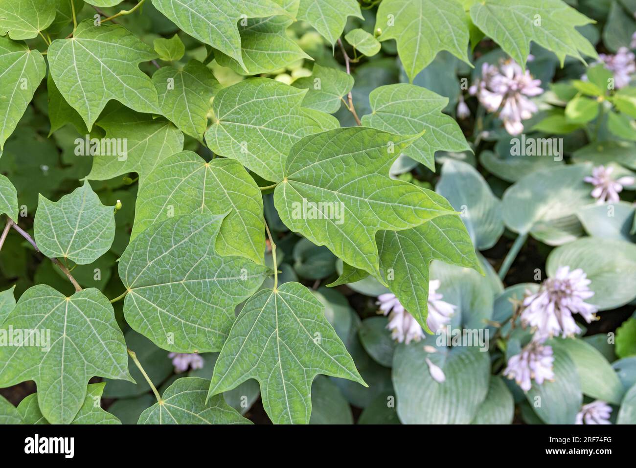 Platanenblättrige Alangie (Alangium platanifolium) Stock Photo