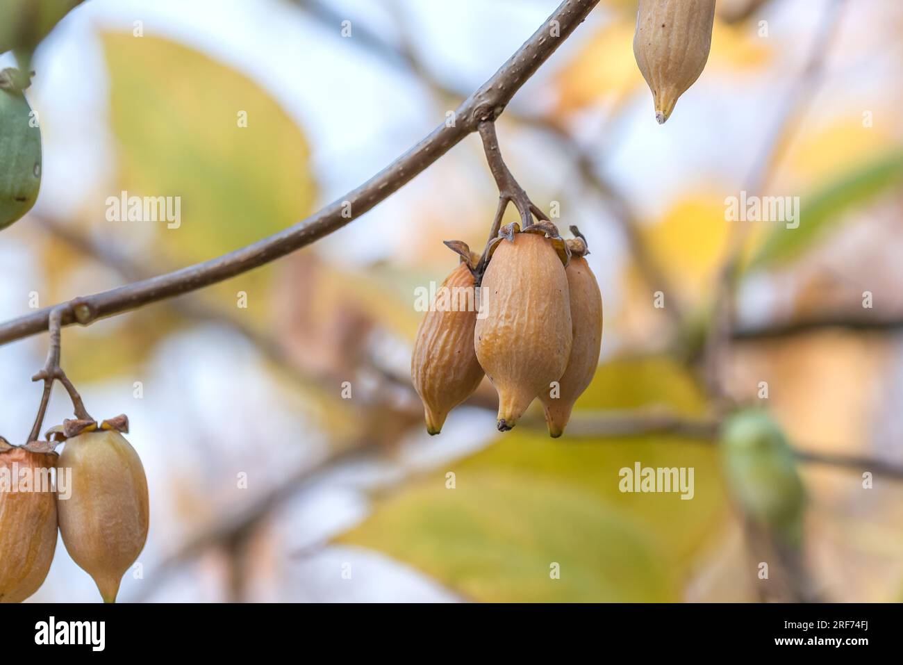 Silberrebe (Actinidia polygama) Stock Photo