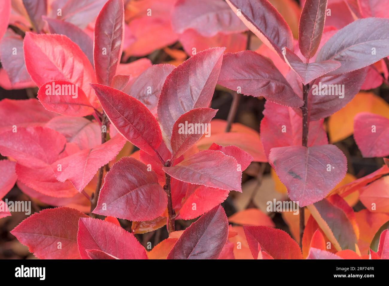 Apfelbeere (Aronia × prunifolia 'Nero') Stock Photo