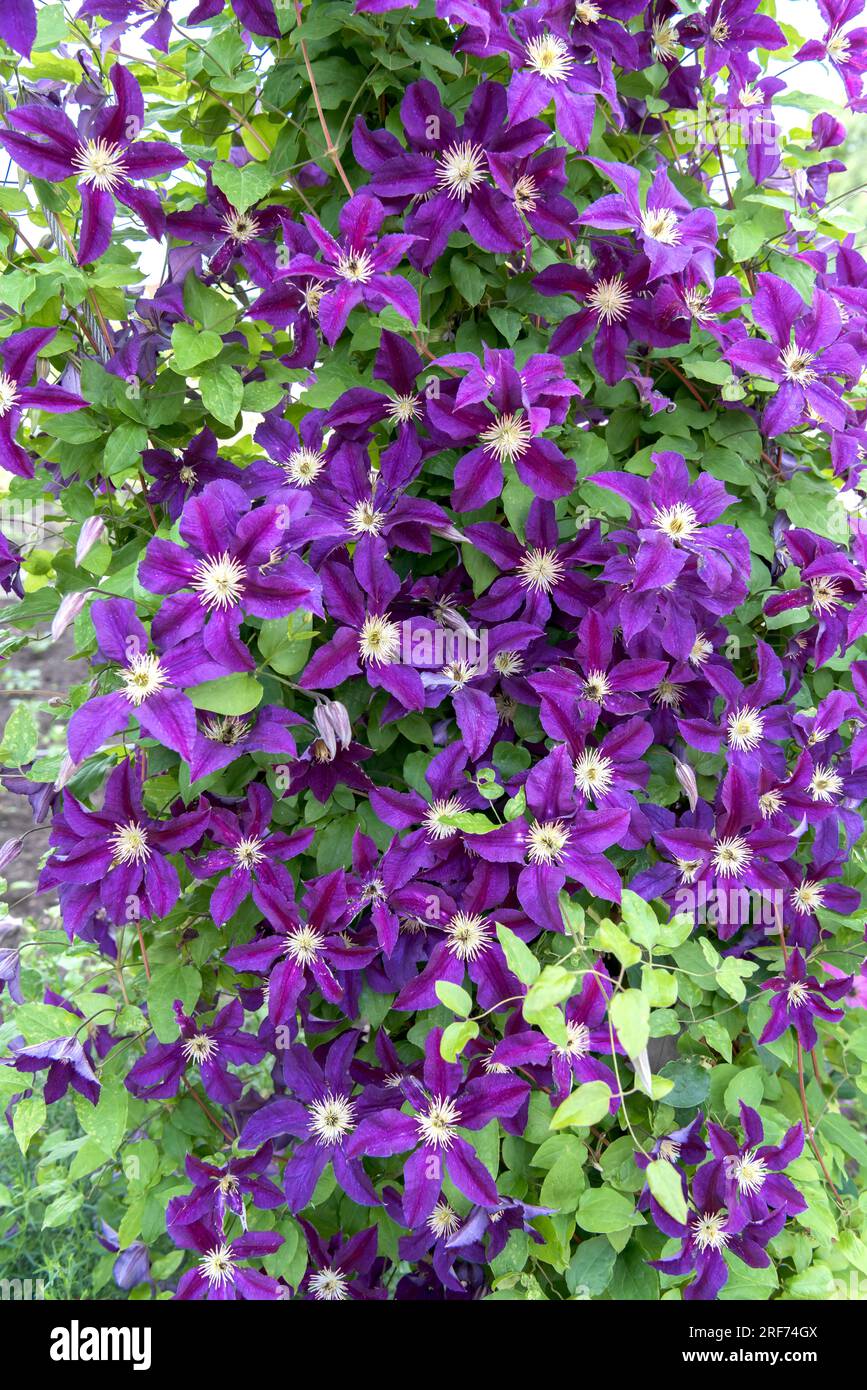 Waldrebe (Clematis 'Blue Belle') Stock Photo