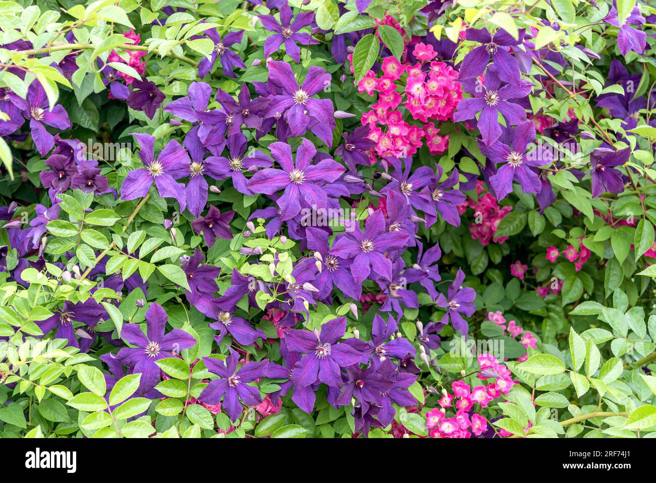 Waldrebe (Clematis 'Etoile Violette') Stock Photo
