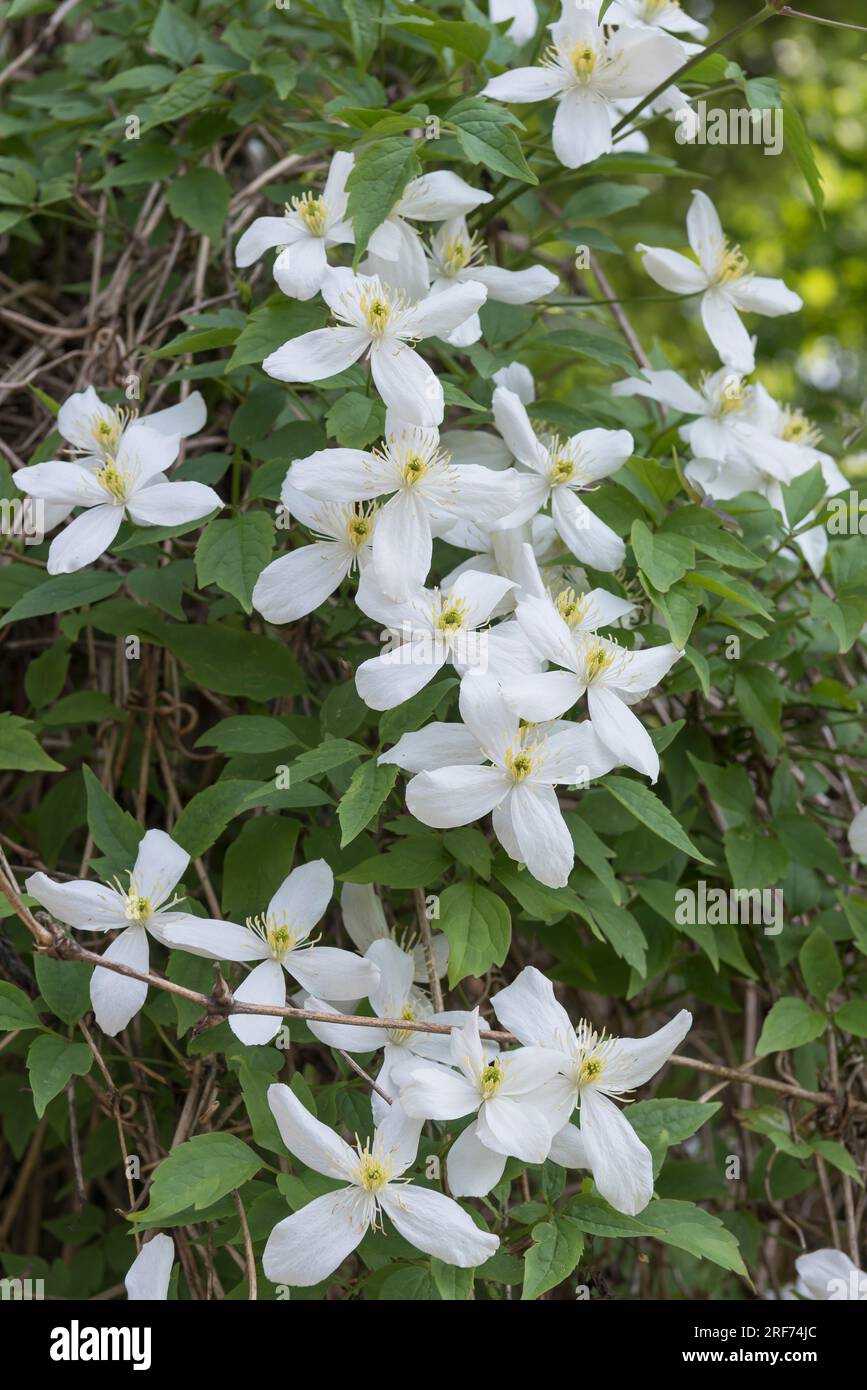 Waldrebe (Clematis montana var. grandiflora) Stock Photo