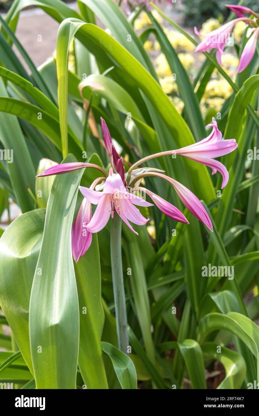 Hakenlilie (Crinum × powellii) Stock Photo