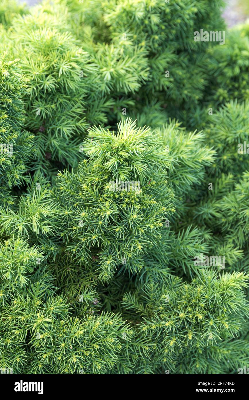 Sicheltanne (Cryptomeria japonica 'Monstrosa') Stock Photo