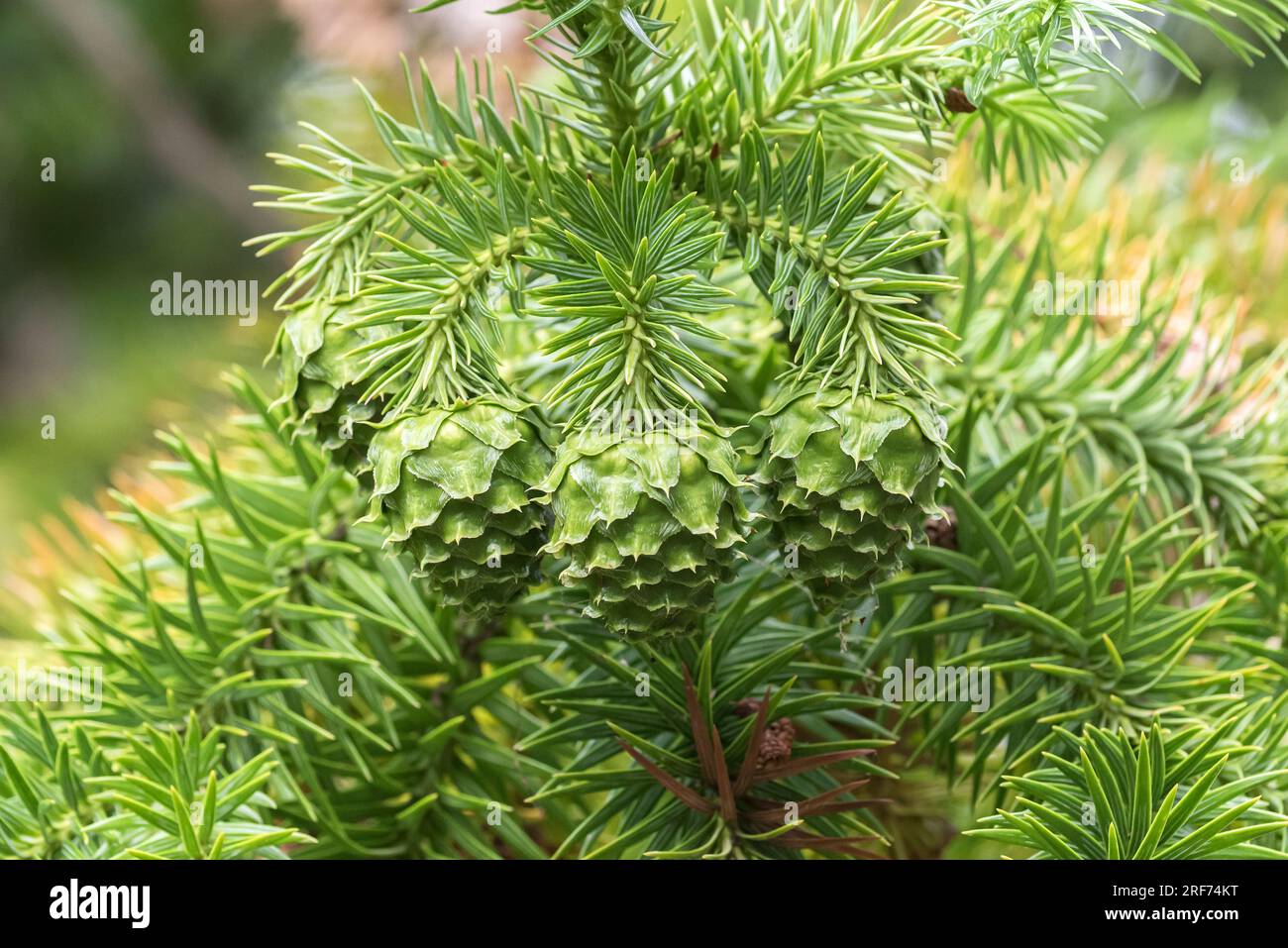 Chinesische Spießtanne (Cunninghamia lanceolata) Stock Photo
