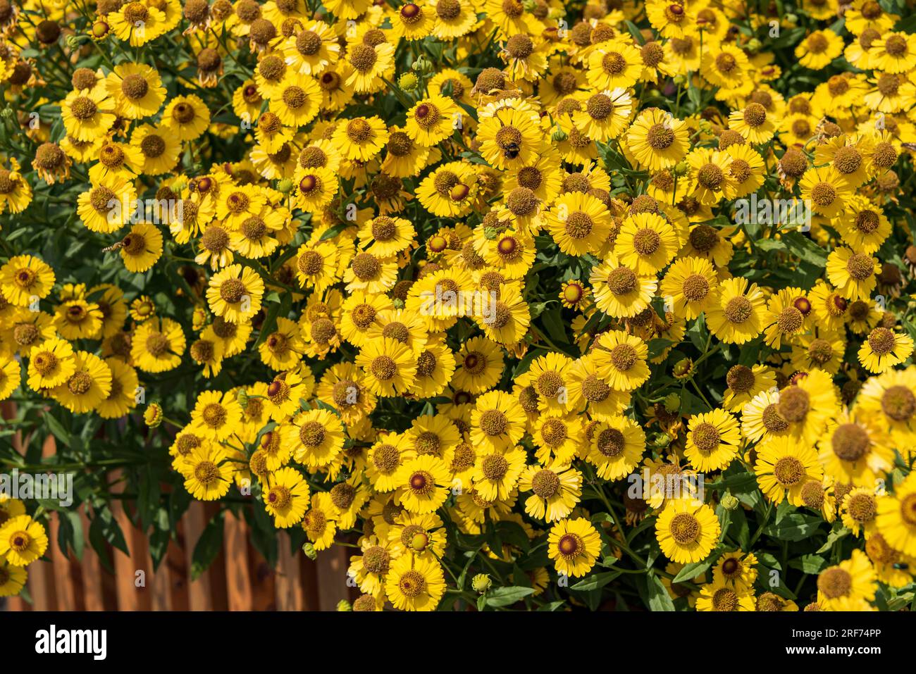 Sonnenbraut (Helenium 'Kanaria') Stock Photo