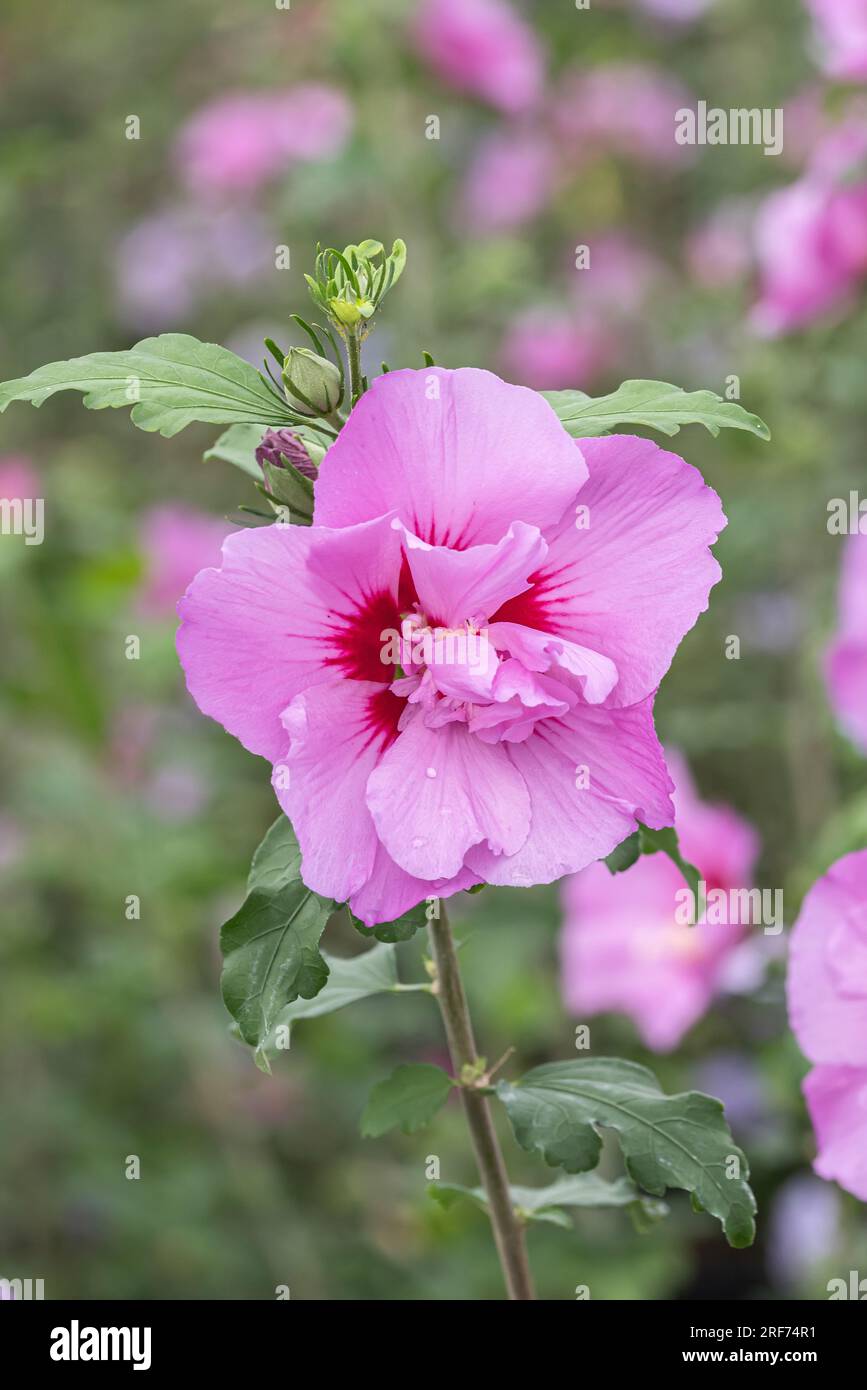 GartenEibisch (Hibiscus syriacus ERUPTION Stock Photo Alamy