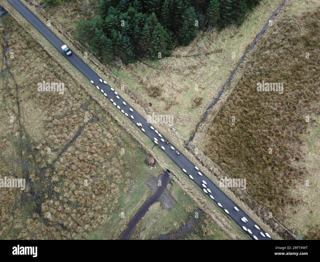 Sheep on road in lines,  lines of sheep Stock Photo