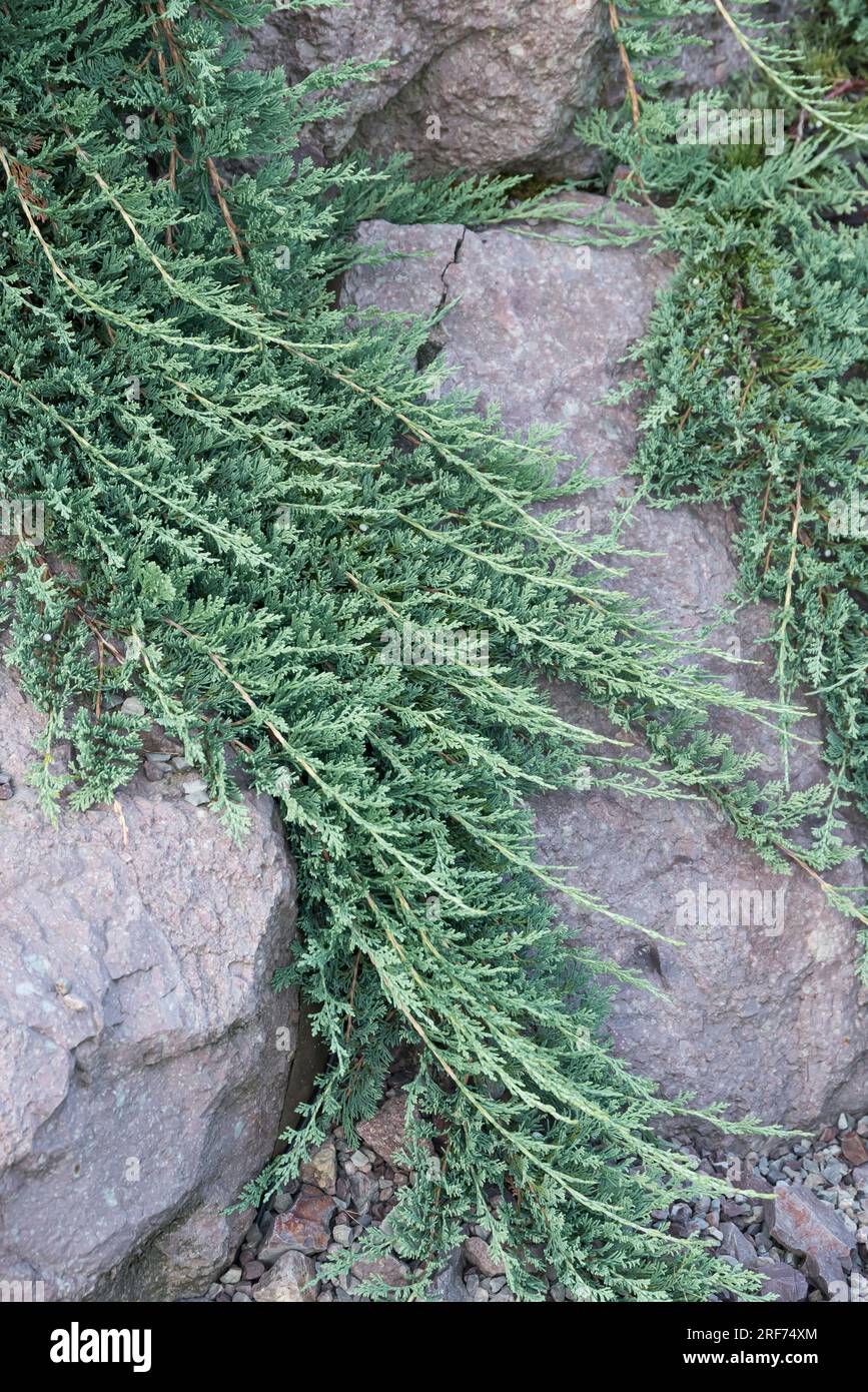 Kriech-Wacholder (Juniperus horizontalis ICEE BLUE) Stock Photo
