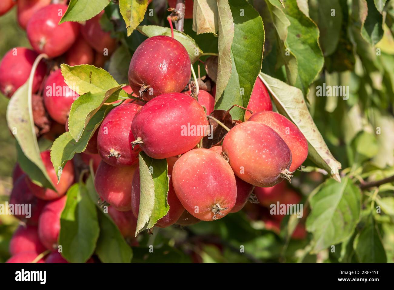 Zier-Apfel (Malus 'Dolgo') Stock Photo