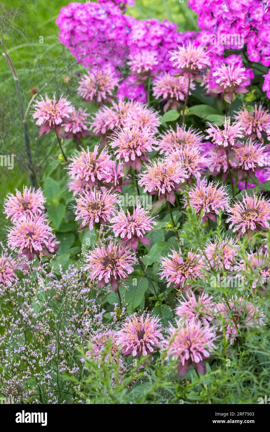 Indianernessel (Monarda 'Beauty of Cobham') Stock Photo