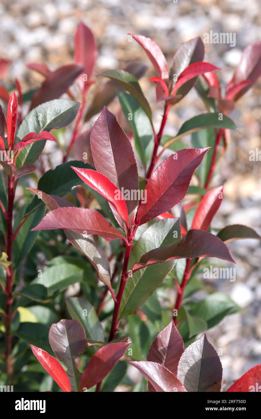 Photinia fraseri devils dream hi-res stock photography and images - Alamy