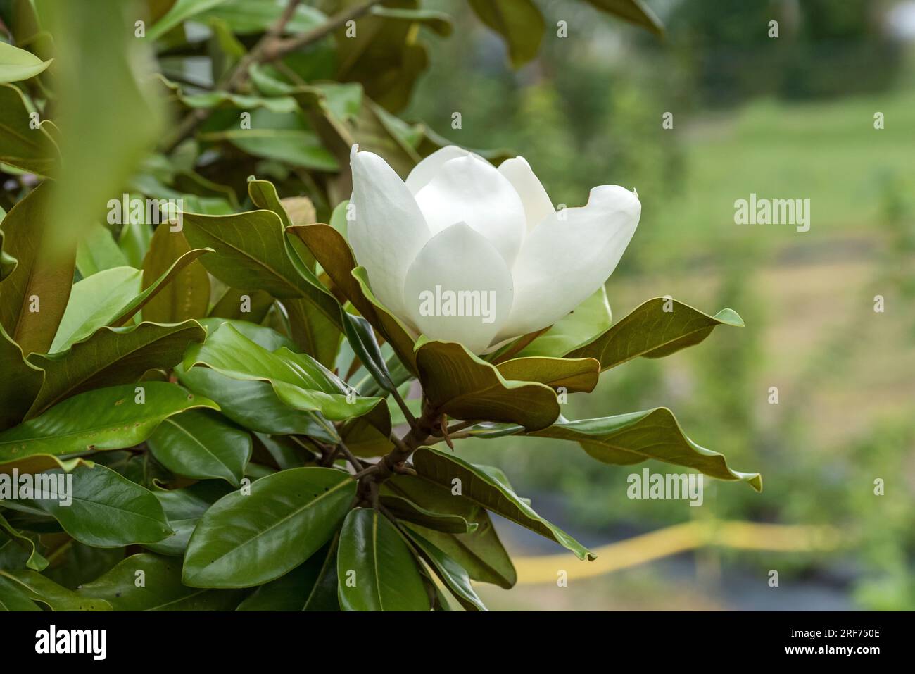 Immergrüne Magnolie (Magnolia grandiflora 'Baby Grand' Stock Photo - Alamy