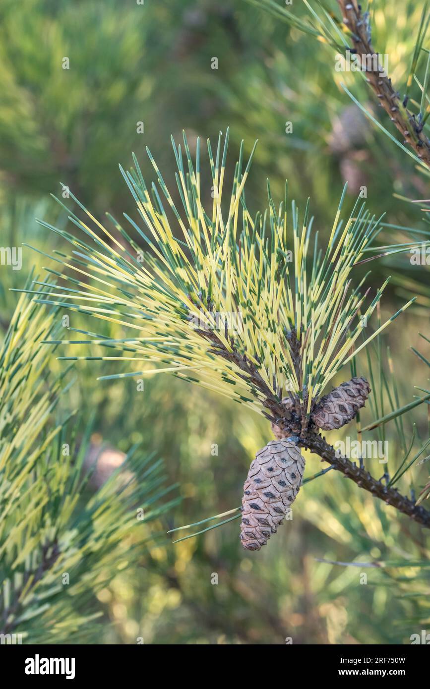 Japanische Rot-Kiefer (Pinus densiflora 'Oculus-draconis') Stock Photo