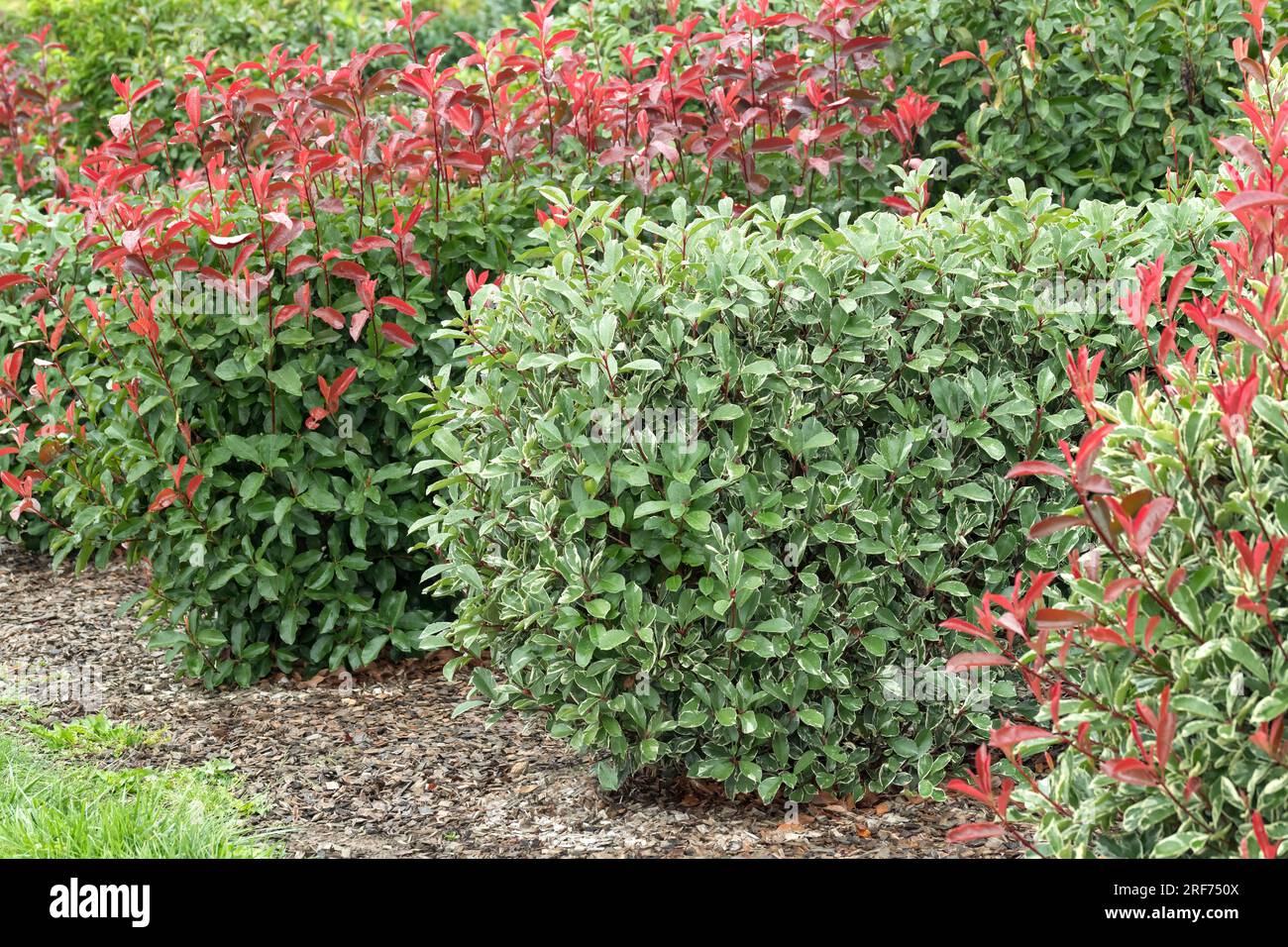 Glanzmispel (Photinia  fraseri LOUISE Stock Photo - Alamy