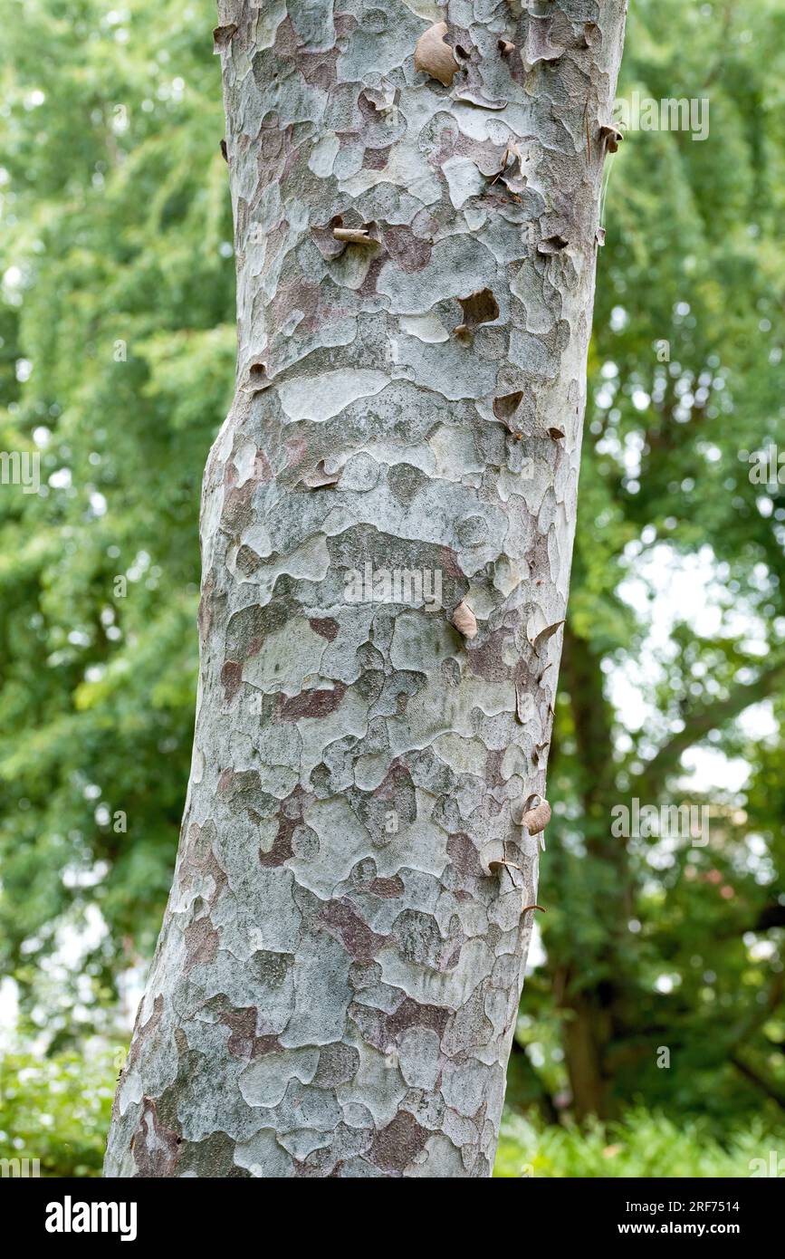 Bunges Kiefer (Pinus bungeana Stock Photo Alamy