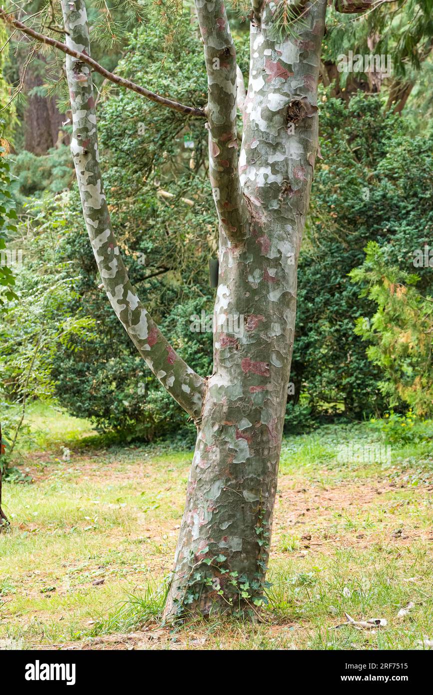 Bunges Kiefer (Pinus bungeana Stock Photo Alamy